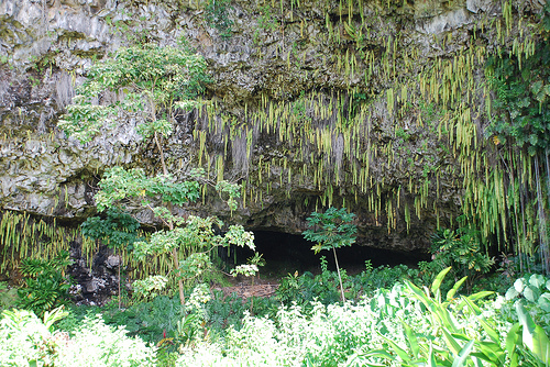 fern grotto