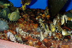 chubby seahorses