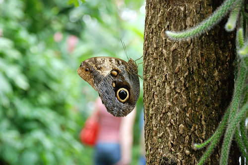 butterfly